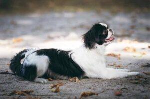 Японский хин характеристика Японский хин характеристика породы