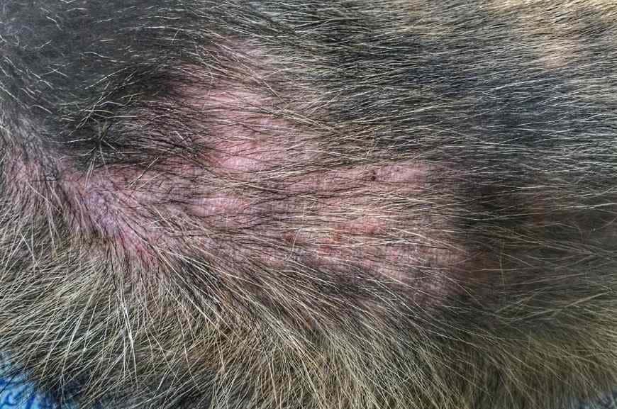 Как выглядит блошиный дерматит у собак