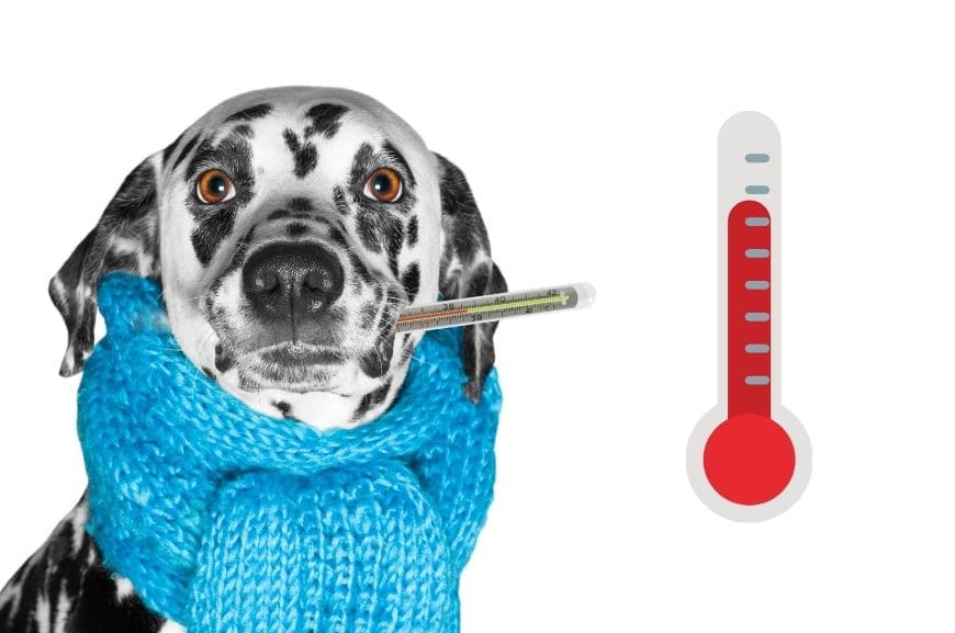Какая нормальная температура у собак?