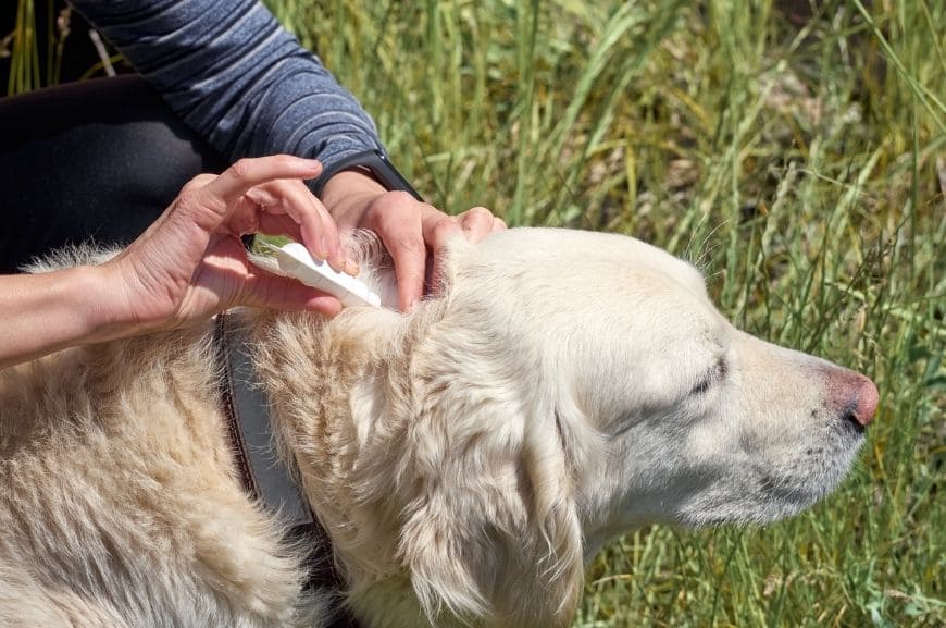 Лечение блошиного дерматита у собак 