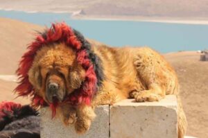 Тибетский мастиф греется на солнышке Фотография тибетского мастифа