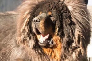 Тибетский мастиф: фото крупным планом Тибетский мастиф крупным планом