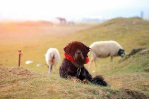 Тибетский мастиф охраняет скот Тибетский мастиф: сторожевые качества