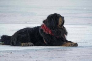 Стандарт тибетского мастифа Стандарт породы тибетского мастифа