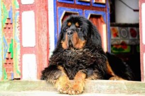 Тибетский мастиф лежит на крыльце Тибетский мастиф лежит на крыльце дома