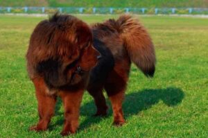 Порода собаки тибетский мастиф Собака тибетский мастиф