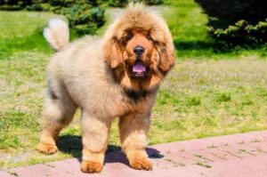 Щенок тибетского мастифа Мастиф тибетский щенок