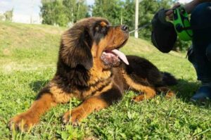 Тибетский мастиф на прогулке Тибетский мастиф с хозяином на прогулке