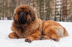 Тибетский мастиф на снегу Тибетский мастиф лежит на снегу