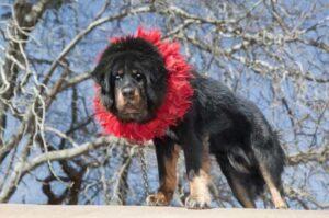 Собака тибетский мастиф Порода тибетский мастиф