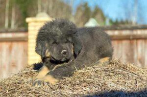 Щенок тибетского мастифа лежит на траве Щенок тибетского мастифа отдыхает на траве