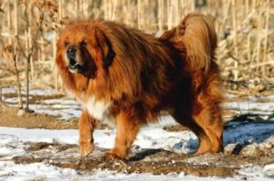 Тибетский мастиф Тибетский мастиф характеристика