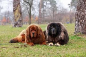 Тибетские мастифы лежат на траве Два тибеских мастифа лежат на траве