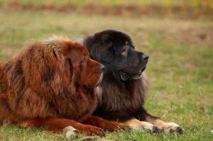 Два красивых тибетских мастифа Тибетские мастифы