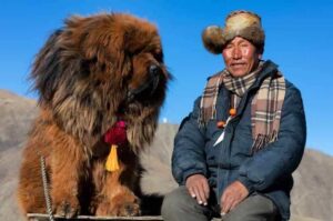 Тибетский мастиф: фото с человеком Тибетский мастиф с человеком
