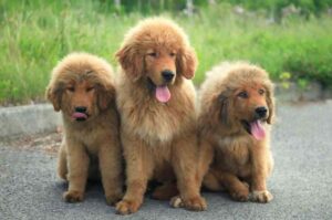 Щенки тибетского мастифа Щенята тибетского мастифа