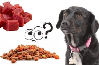 Можно ли кормить собаку сухим кормом и натуральной едой