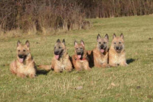 Бельгийские овчарки лакенуа: фото