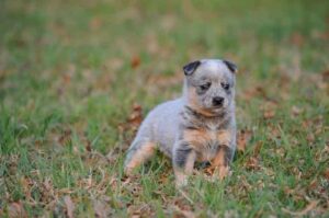 Милый щенок австралийского хилера Очень красивый щенок австралийского хилера