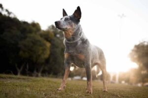 Портрет австралийской пастушьей собаки Портрет австралийского кеттл дога