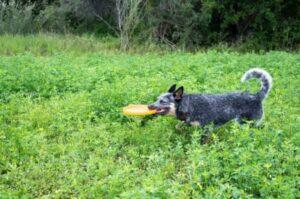 Австралийская пастушья собака на тренировке Австралийская пастушья собака дрессура