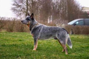 Австралийская пастушья собака стандарт породы Австралийский хилер стандарт породы