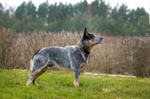 Пастушья австралийская собака Хилер собака