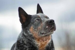 Австралийская пастушья собака: фото крупным планом Австралийская пастушья собака крупным планом