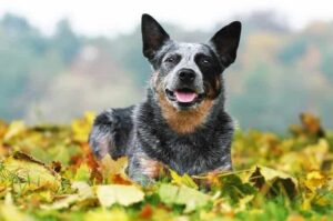 Австралийская пастушья собака лежит в осенних листьях Австралийская пастушья собака: фото в осенних листьях