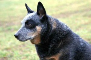 Хилер австралийский Порода собак австралийский хилер