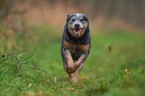 Бегущий австралийский кеттл дог Австралийский кеттл дог бежит по траве