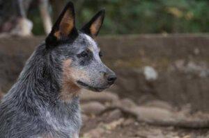 Австралийский кеттл дог Собака австралийский кеттл дог