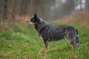Австралийская пастушья собака Австралийская пастушья собака (хилер)