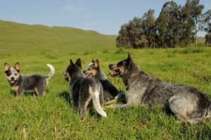 Австралийские кеттл доги Австралийские кеттл доги : фото
