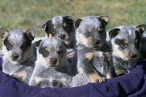 Щенки австралийского хилера Щенки австралийского кеттл дога