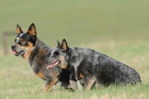 Австралийские пастушьи собаки Две австралийские пастушьи собаки
