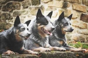 Австралийские пастушьи собаки: фото Австралийские пастушьи собаки: красивое фото