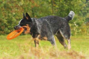 Как дрессировать австралийского хилера Как воспитывать австралийского хилера