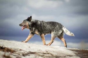 Австралийская пастушья собака: характеристика породы Австралийская пастушья: характеристика породы