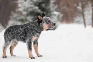 Щенок австралийского кеттл дога Щенок австралийского кеттл дога: фото зимой