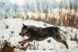 Австралийская пастушья бежит по снегу Австралийский хилер бежит по снегу