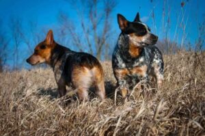 Австралийские хилеры Австралийские пастушьи собаки