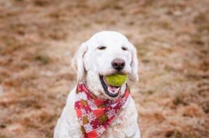 Белый лабрадудль с мячиком