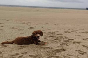 Лабрадудль играет на морском побережье