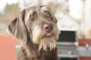 Умная собака австралийский лабрадудль