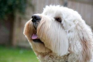 Белый австралийский лабрадудль