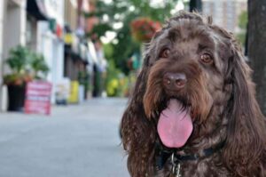 Австралийский лабрадудль: фото