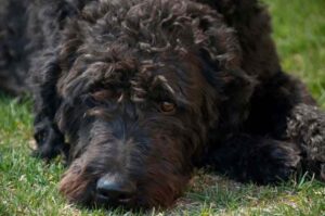 Лабрадудль австралийский