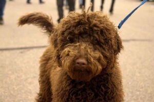 Австралийский лабрадудль