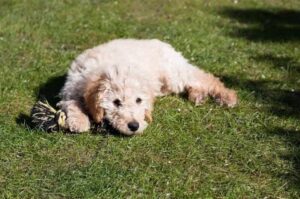 Лабрадудль отдыхает на траве